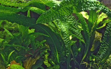 Aponogeton boivinianus - Boivins Wasserähre